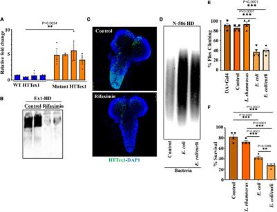 Gut Bacteria Regulate the Pathogenesis of Huntington’s Disease in Drosophila Model